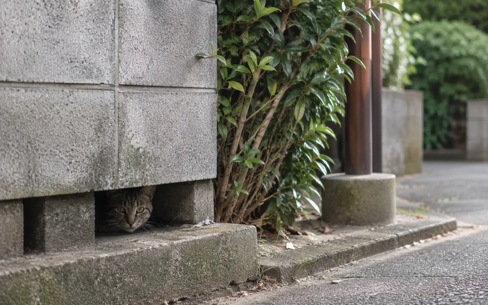 ブロック塀のすき間に隠れる猫